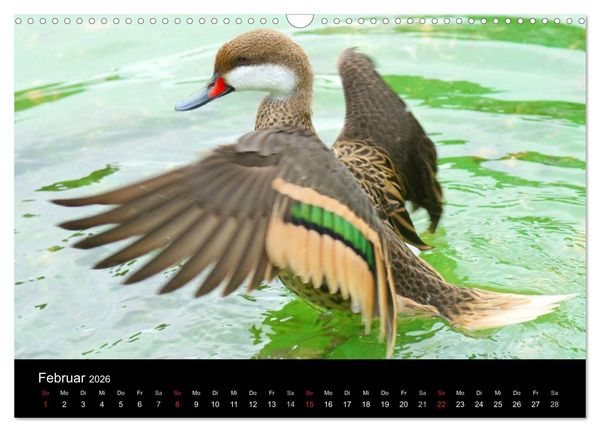 Produktbild: Duck Power (Wandkalender 2026 DIN A3 quer), CALVENDO Monatskalender