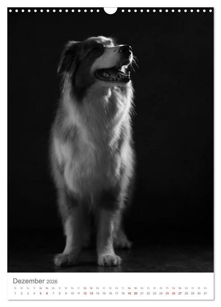 Produktbild: Fine Art Hundeportraits (Wandkalender 2026 DIN A3 hoch), CALVENDO Monatskalender