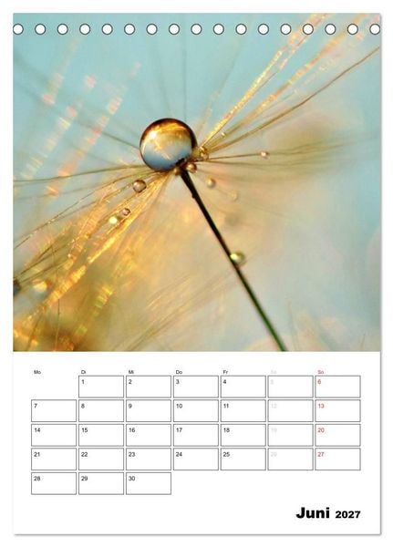 Produktbild: Pusteblumentraum - Dreams of Dandelion (Tischkalender 2027 DIN A5 hoch), CALVENDO Monatskalender
