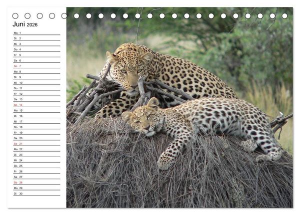 Produktbild: Leoparden. Elegante J&auml;ger (Tischkalender 2026 DIN A5 quer), CALVENDO Monatskalender
