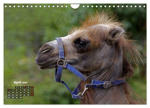 Produktbild: Kamele (Wandkalender 2026 DIN A4 quer), CALVENDO Monatskalender