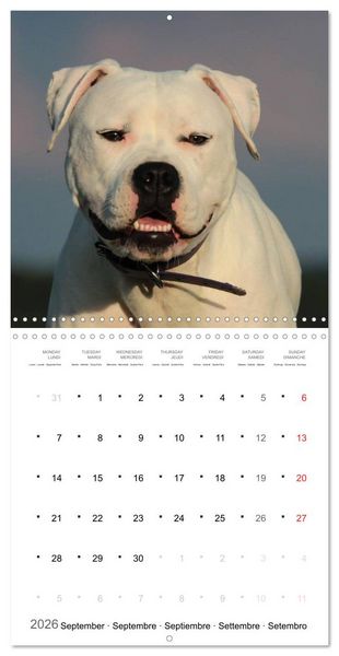 Produktbild: American Bulldog (Wall Calendar 2026 12 &times; 12 Inch) CALVENDO 12 Month Wall Calendar
