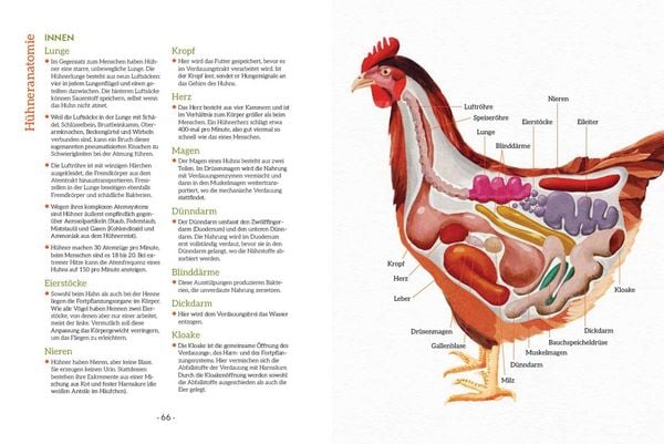 Produktbild: How to Read a Chicken's Mind