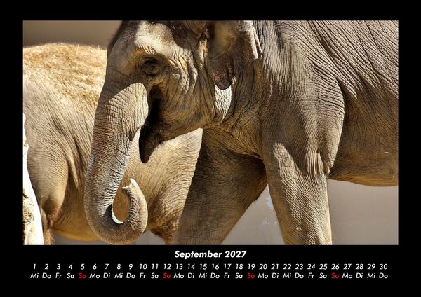 Produktbild: Der Elefantenkalender 2027 Fotokalender DIN A3