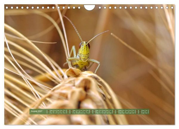 Produktbild: Feldansichten (Wandkalender 2027 DIN A4 quer), CALVENDO Monatskalender