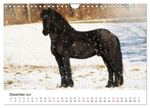 Produktbild: Friesen - Kraft und Eleganz (Wandkalender 2027 DIN A4 quer), CALVENDO Monatskalender