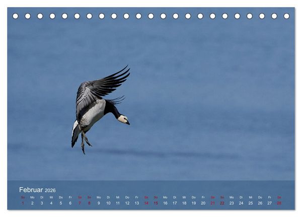 Produktbild: V&ouml;gel an Deutschlands K&uuml;sten (Tischkalender 2026 DIN A5 quer), CALVENDO Monatskalender