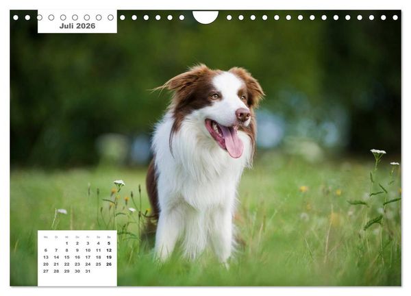 Produktbild: Rassehunde (Wandkalender 2026 DIN A4 quer), CALVENDO Monatskalender