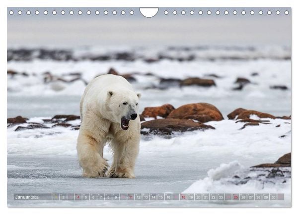 Produktbild: AN DER HUDSON BAY (Wandkalender 2026 DIN A4 quer), CALVENDO Monatskalender