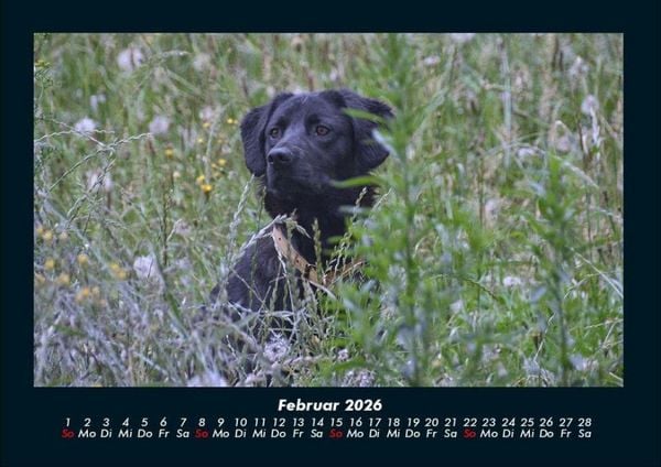 Produktbild: Hundezauber 2026 Fotokalender DIN A4