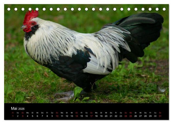 Produktbild: Die Welt der H&uuml;hner (Tischkalender 2026 DIN A5 quer), CALVENDO Monatskalender