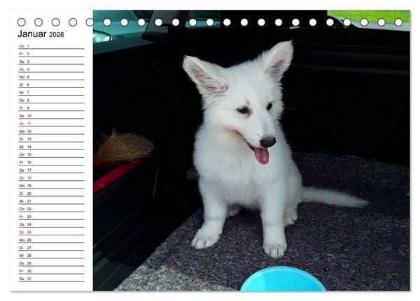 Produktbild: Berger Blanc Suisse - Wei&szlig;er Schweizer Sch&auml;ferhund (Tischkalender 2026 DIN A5 quer), CALVENDO Monatskalender