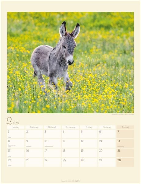 Produktbild: Esel Kalender 2027