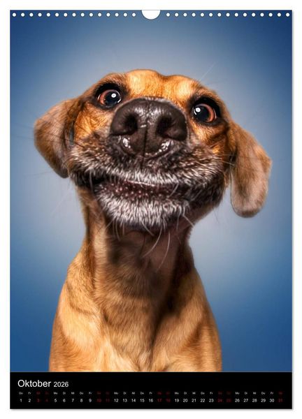 Produktbild: Funny Faces - Lustige Hundebilder (Wandkalender 2026 DIN A3 hoch), CALVENDO Monatskalender
