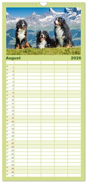 Produktbild: Familienplaner 2026 - Berner Sennenhunde - Traumhunde mit Charme mit 5 Spalten (Wandkalender, 21 x 45 cm) CALVENDO
