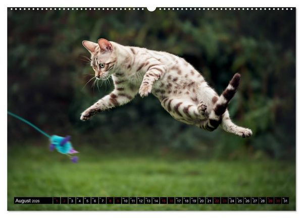 Produktbild: Bengalen Outdoor und Action (hochwertiger Premium Wandkalender 2026 DIN A2 quer), Kunstdruck in Hochglanz