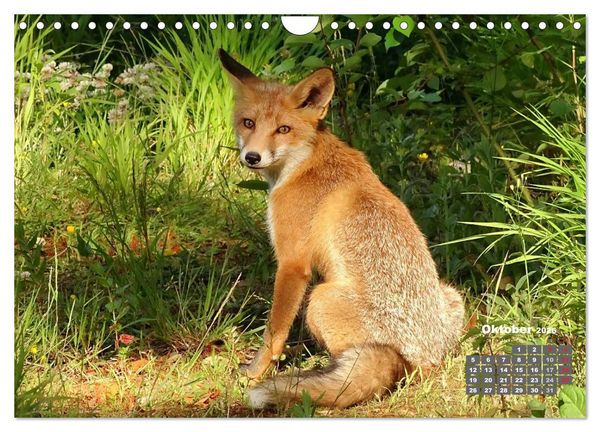 Produktbild: Familie Fuchs hautnah in Berlin (Wandkalender 2026 DIN A4 quer), CALVENDO Monatskalender