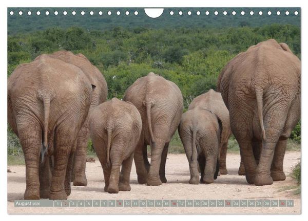 Produktbild: Asiatische und afrikanische Elefanten (Wandkalender 2026 DIN A4 quer), CALVENDO Monatskalender