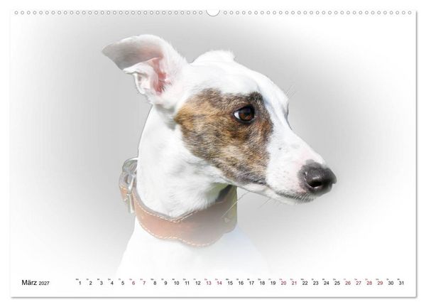 Produktbild: Windhund Portrait 2027 White Edition (Wandkalender 2027 DIN A2 quer), CALVENDO Monatskalender