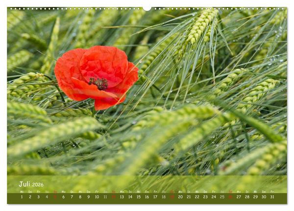 Produktbild: Mohntr&auml;ume (hochwertiger Premium Wandkalender 2026 DIN A2 quer), Kunstdruck in Hochglanz