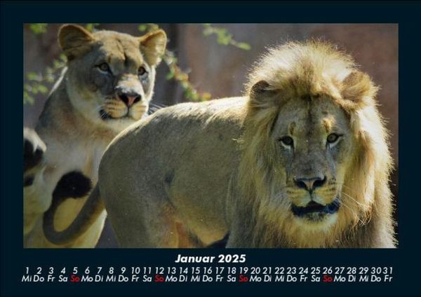 Produktbild: Welt der Tiere 2025 Fotokalender DIN A5