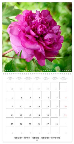 Produktbild: Peonies as painted (Wall Calendar 2026 12 &times; 12 Inch) CALVENDO 12 Month Wall Calendar