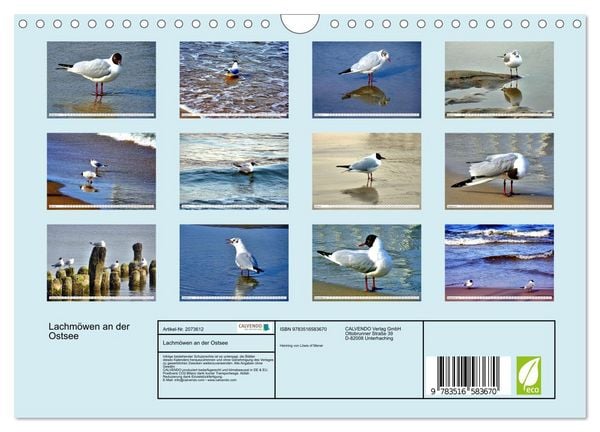 Produktbild: Lachm&ouml;wen an der Ostsee (Wandkalender 2026 DIN A4 quer), CALVENDO Monatskalender