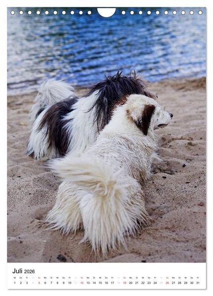 Produktbild: Hundefreunde (Wandkalender 2026 DIN A4 hoch), CALVENDO Monatskalender