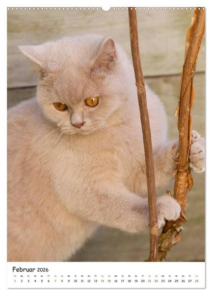 Produktbild: bezaubernde Britisch Kurzhaar Katzen (hochwertiger Premium Wandkalender 2026 DIN A2 hoch), Kunstdruck in Hochglanz