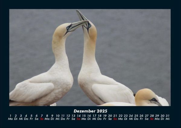 Produktbild: Vogelparadies 2025 Fotokalender DIN A4