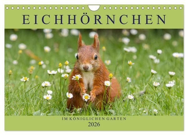 Produktbild: Eichh&ouml;rnchen im K&ouml;niglichen Garten (Wandkalender 2026 DIN A4 quer), CALVENDO Monatskalender