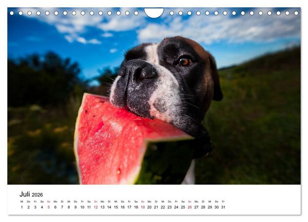 Produktbild: Deutscher Boxer (Wandkalender 2026 DIN A4 quer), CALVENDO Monatskalender