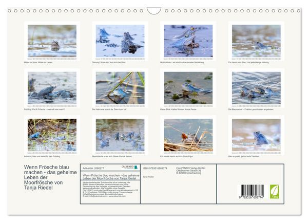 Produktbild: Wenn Fr&ouml;sche blau machen - das geheime Leben der Moorfr&ouml;sche von Tanja Riedel (Wandkalender 2026 DIN A3 quer), CALVENDO Monatskalender