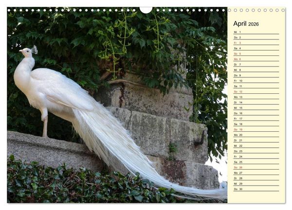 Produktbild: Pfaue. Pr&auml;chtig und schillernd (Wandkalender 2026 DIN A3 quer), CALVENDO Monatskalender
