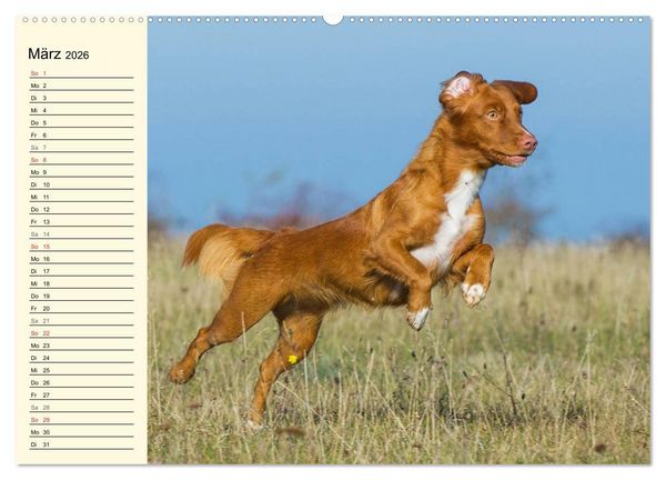 Produktbild: Toll, toll, Toller (Wandkalender 2026 DIN A2 quer), CALVENDO Monatskalender