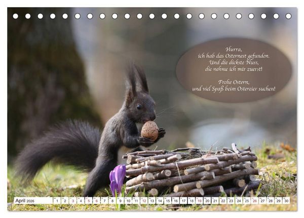 Produktbild: Eichh&ouml;rnchen - Lustige Kurzgeschichten mit den quirligen Wildtieren (Tischkalender 2026 DIN A5 quer), CALVENDO Monatskalender