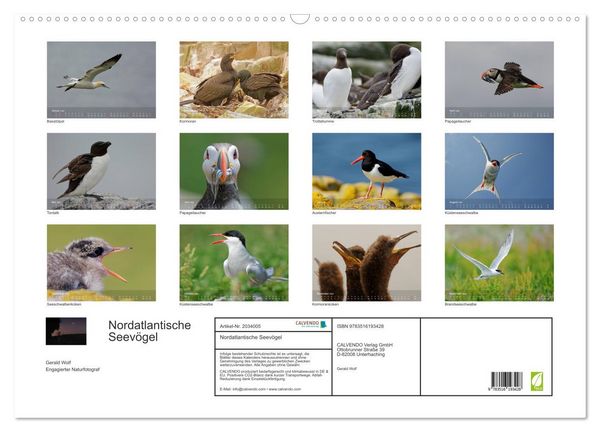 Produktbild: Nordatlantische Seev&ouml;gel (Wandkalender 2026 DIN A2 quer), CALVENDO Monatskalender