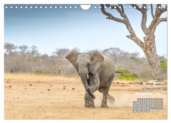 Produktbild: Babyelefanten (Wandkalender 2026 DIN A4 quer), CALVENDO Monatskalender