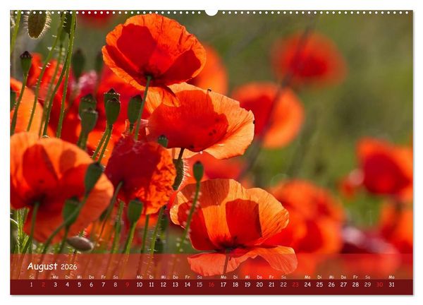 Produktbild: Mohntr&auml;ume (hochwertiger Premium Wandkalender 2026 DIN A2 quer), Kunstdruck in Hochglanz