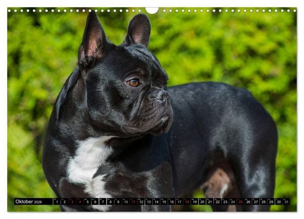Produktbild: Franz&ouml;sische Bulldogge - Clown auf 4 Pfoten (Wandkalender 2026 DIN A3 quer), CALVENDO Monatskalender