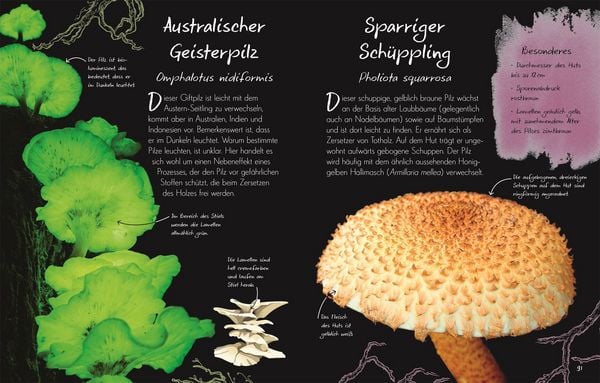 Produktbild: Wundervolle Welt &ndash; Kleine Sch&auml;tze. Pilze