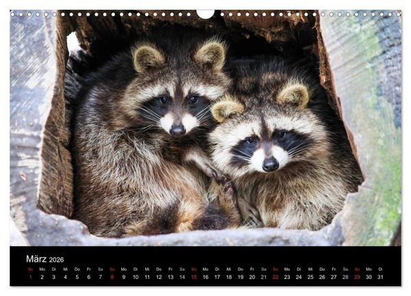Produktbild: Tierkalender 2026 (Wandkalender 2026 DIN A3 quer), CALVENDO Monatskalender