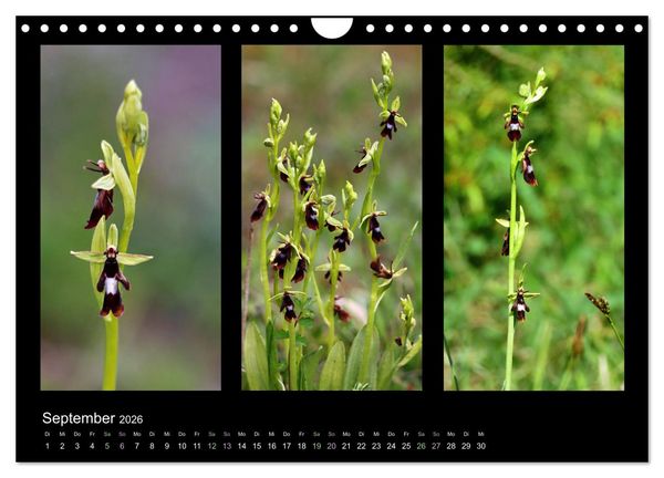 Produktbild: Heimische Orchideen im Dreierpack (Wandkalender 2026 DIN A4 quer), CALVENDO Monatskalender
