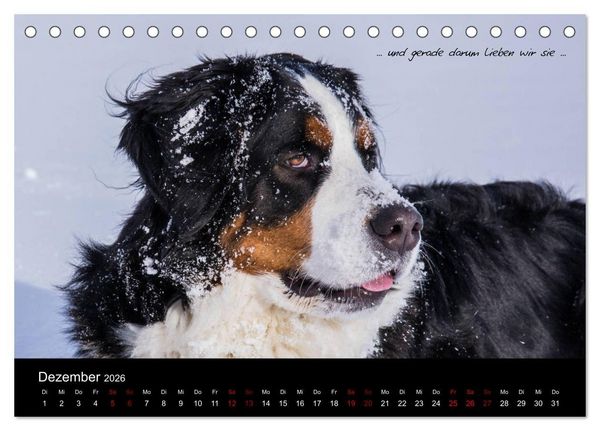 Produktbild: So ist er. Der Berner Sennenhund (Tischkalender 2026 DIN A5 quer), CALVENDO Monatskalender