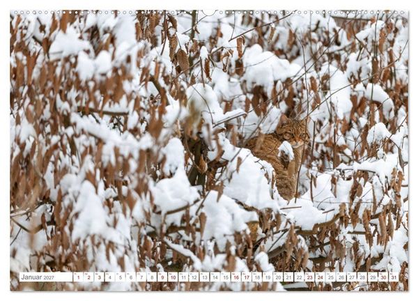 Produktbild: Wildkatzen - die anmutigsten Raubiere in Europa. (Wandkalender 2027 DIN A2 quer), CALVENDO Monatskalender