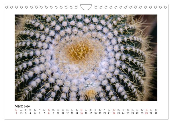 Produktbild: Kakteen und Sukkulenten (Wandkalender 2026 DIN A4 quer), CALVENDO Monatskalender