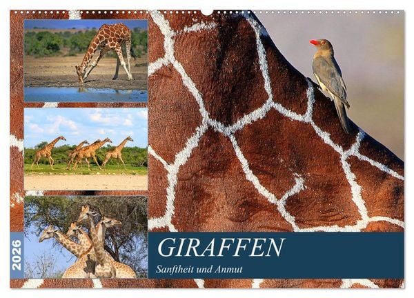 Giraffen - Sanftheit und Anmut (Wandkalender 2026 DIN A2 quer), CALVENDO Monatskalender