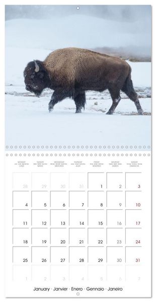 Produktbild: Yellowstone National Park (Wall Calendar 2027 12 &times; 12 Inch) CALVENDO 12 Month Wall Calendar