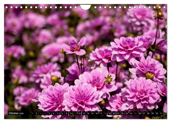 Produktbild: Dahlia - Dahlien (Wandkalender 2026 DIN A4 quer), CALVENDO Monatskalender