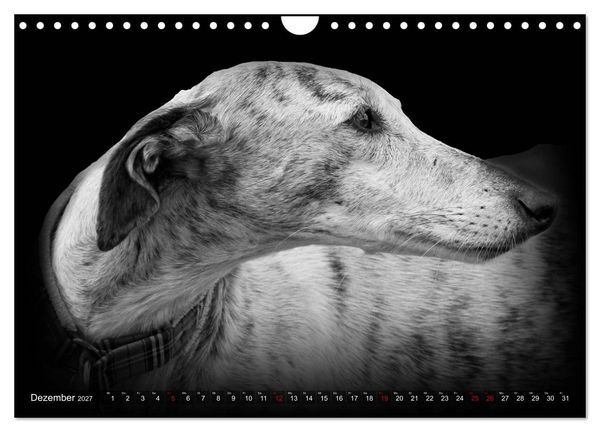 Produktbild: Galgo Espa&ntilde;ol - der spanische Windhund 2027 (Wandkalender 2027 DIN A4 quer), CALVENDO Monatskalender